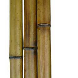 Бамбук ствол 5 - 6 см