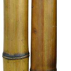 Бамбук ствол 7 - 8 см