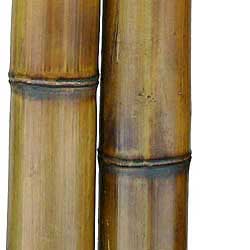 Бамбук ствол 8 - 9 см