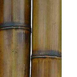 Бамбук ствол 10 - 11 см
