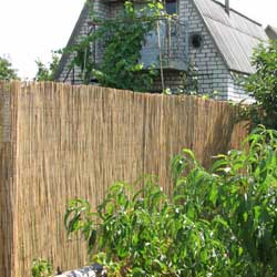 Забор из тростника